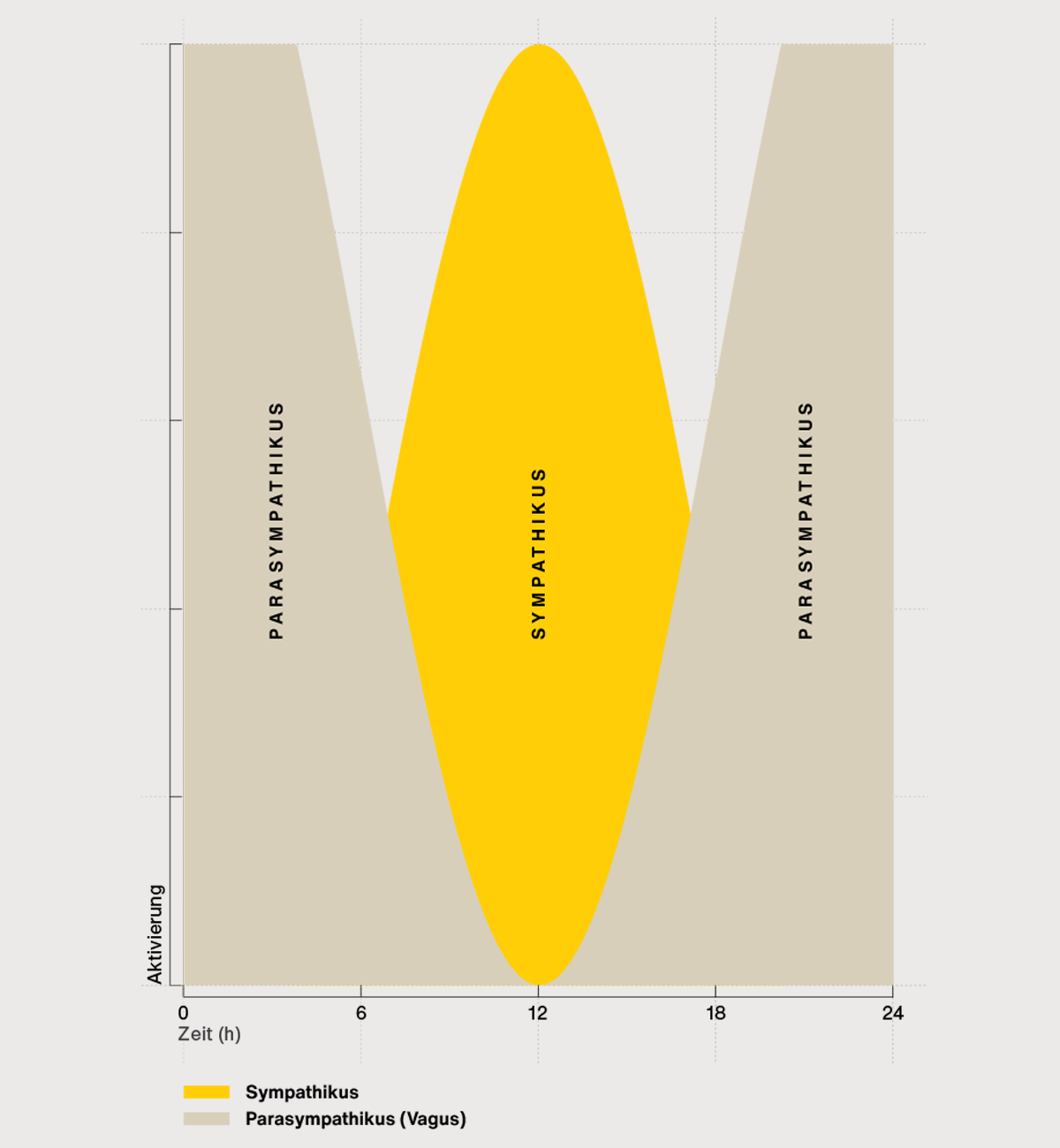 Grafik zum autonomen Nervensystem: Darstellung des Tagesrhythmus von Sympathikus und Parasympathikus (Vagus) mit wechselnder Aktivierung zwischen Stress und Erholung über 24 Stunden.