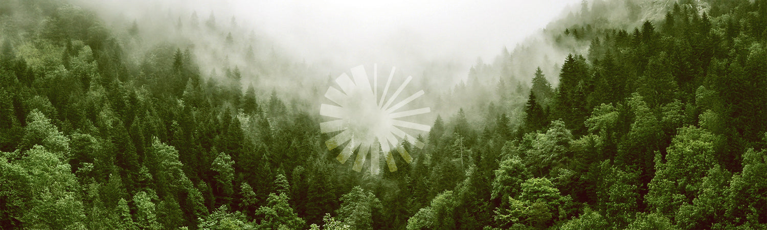 Wald und Nebel mit Logo von Beyond Matter – Sinnbild für Achtsamkeit, Natürlichkeit und Verbundenheit mit Beyond Matter.
