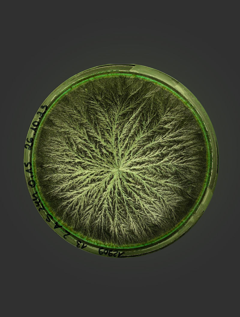 Kupferkristallisationsbild einer Apfelprobe nach Behandlung mit Beyond Matter – veränderte Struktur im Vergleich zur Kontrollprobe.