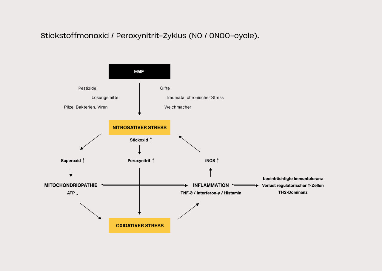 Infografik zum NO-ONOO-Zyklus: Die Grafik zeigt, wie Elektrosmog und andere Stressoren nitrosativen und oxidativen Stress fördern, mitochondriale Funktionen beeinträchtigen und entzündliche Prozesse im Körper verstärken können.