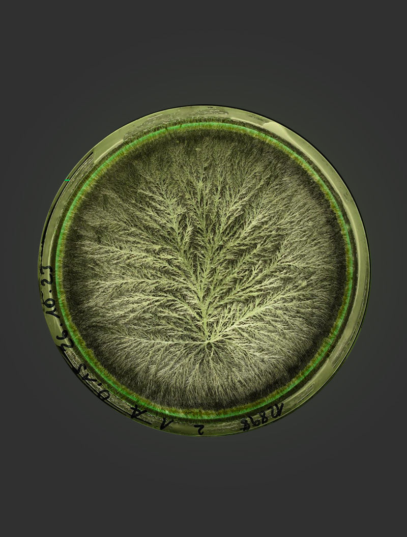 Kupferkristallisationsbild einer unbehandelten Apfelprobe – Referenz ohne Einfluss von Beyond Matter.