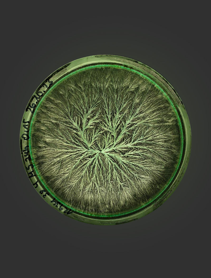 Kupferkristallisationsbild einer Möhrenprobe nach 24 Stunden neben der Lebensmittelplatte Lotte von Beyond Matter.